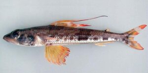 Pescada  Scientific name: Aulopus filamentosus  Family: Aulopidae  Species: Demersais