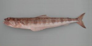 Pescada, Lagarto do mar  Scientific name: Synodus saurus  Family: Synodontidae  Species: Demersais