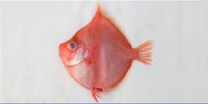 Pimpim  Scientific name: Antigonia caprus  Family: Caproidae  Species: Demersais