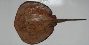 Raia  Scientific name: Dasyatidae sp  Family: Dasyatidae Species: Demersais