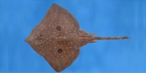 Raia  Scientific name: Torpedo marmorata  Family: Torpedinidae  Species: Demersais