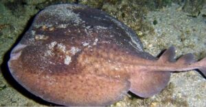 Raia de Cabo Verde  Scientific name: Raja (Raja) herwig  Family: Rajidae  Species: Demersais