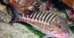 Rióte, Manelinha  Scientific name: Serranus cabrilla  Family: Serranidae  Species: Demersais