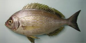 Ruta  Scientific name: Spondyliosoma cantharus  Family: Sparidae  Species: Demersais