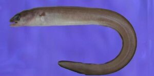 Safio  Scientific name: Paraconger notialis  Family: Congridae  Species: Demersais