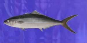 Salmão  Scientific name: Elagatis bipinnulata  Family: Carangidae  Species: Pequenos Pelágicos