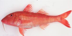 Salmonete  Scientific name: Pseudupeneus prayensis  Family: Mullidae  Species: Demersais