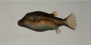 Sapinho  Scientific name: Canthigaster rostrata  Family: Tetraodontidae  Species: Demersais