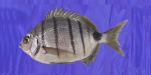 Sargo Branco  Scientific name: Diplodus sargus lineatus  Family: Sparidae  Species: Demersais