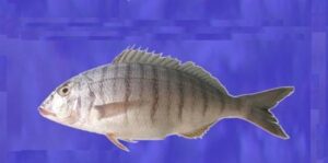 Sargo de Areia  Scientific name: Lithognathus mormyrus  Family: Sparidae  Species: Demersais