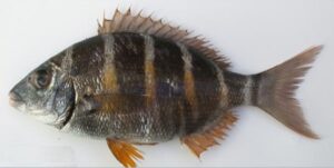 Sargo Preto  Scientific name: Diplodus fasciatus  Family: Sparidae  Species: Demersais