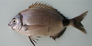 Sargo Salema  Scientific name: Diplodus prayensis  Family: Sparidae  Species: Demersais