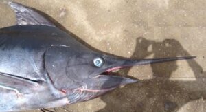 Tabala, Bill fish  Scientific name: Makaira nigricans  Family: Istiophoridae  Species: Grandes  Pelágicos