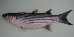 Tainha  Scientific name: Chelon bispinosus  Family: Mugilidae  Species: Demersais