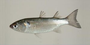 Tainha  Scientific name: Mugil sp  Family: Mugilidae  Species: Demersais