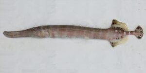 Trompete  Scientific name: Aulostomus strigosus  Family: Aulostomidae  Species: Pequenos Pelágicos