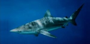 Tubarão  Scientific name: Carcharhinus obscurus  Family: Carcharhinidae  Species: Tubarão