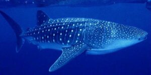 Tubarão Baleia, Pintadona  Scientific name: Rhincodon typus  Family: Rhincodontidae  Species: Tubarão