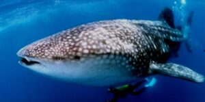 Tubarão Baleia, Pintadona  Scientific name: Rhincodon typus  Family: Rhincodontidae  Species: Tubarão