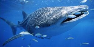 Tubarão Baleia, Pintadona  Scientific name: Rhincodon typus  Family: Rhincodontidae  Species: Tubarão