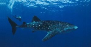 Tubarão Baleia, Pintadona  Scientific name: Rhincodon typus  Family: Rhincodontidae  Species: Tubarão