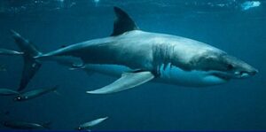 Tubarão Branco  Scientific name: Carcharodon carcharias  Family: Lamnidae  Species: Tubarão