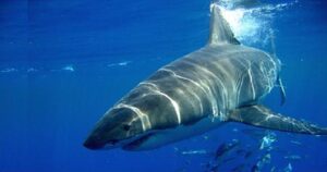Tubarão Branco  Scientific name: Carcharodon carcharias  Family: Lamnidae  Species: Tubarão