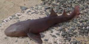 Tubarão Gata Dormideira  Scientific name: Ginglymostoma cirratum  Family: Ginglymostomatidae  Species: Tubarão