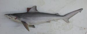 Tubarão, Sarda  Scientific name: Carcharhinus galapagens  Family: Carcharhinidae  Species: Tubarão