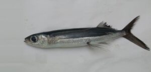 Voador  Scientific name: Exocoetus volitans  Family: Exocoetidae  Species: Pequenos Pelágicos