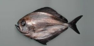 Xaputa galhuda  Scientific name: Pterycombus brama  Family: Bramidae  Species: Demersais